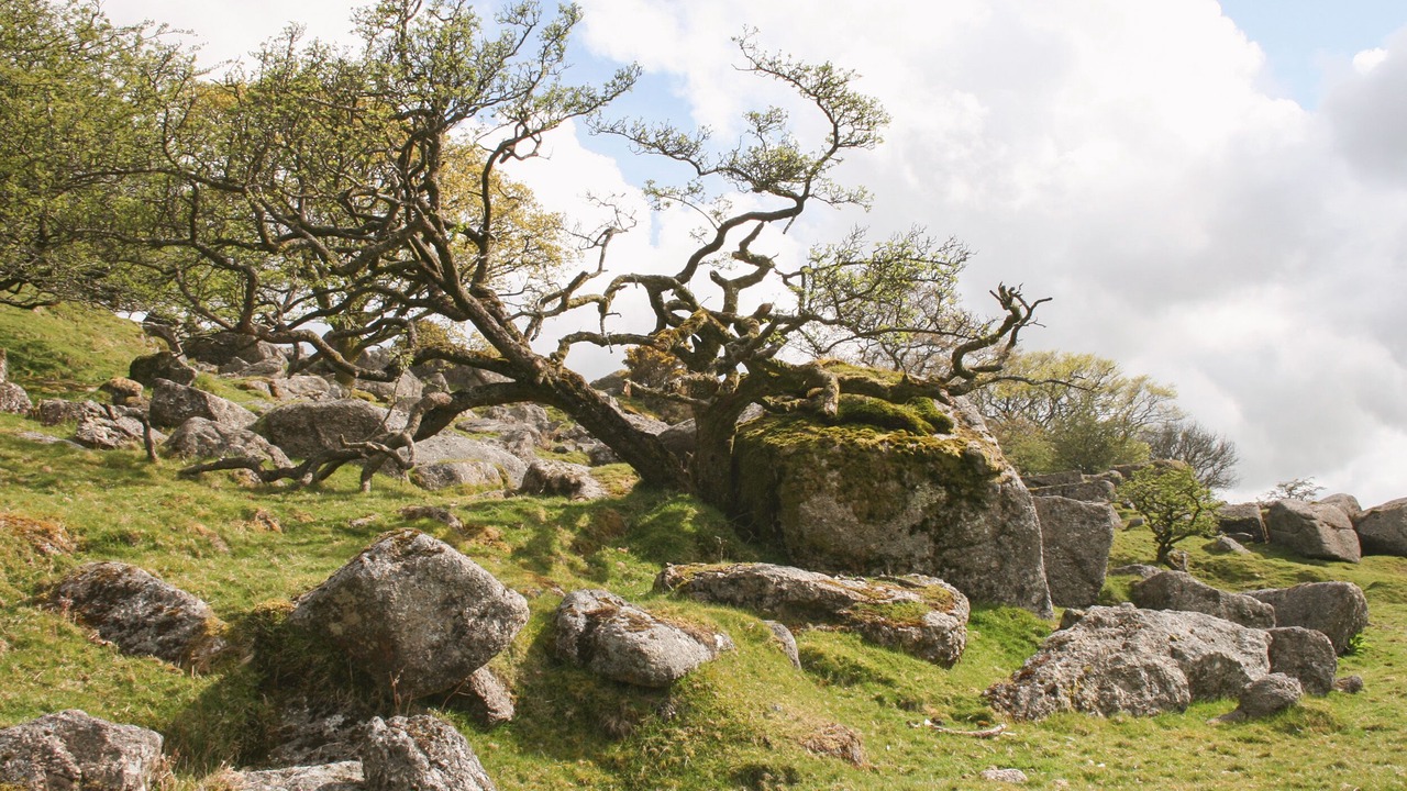 Photo of Others in Ivybridge