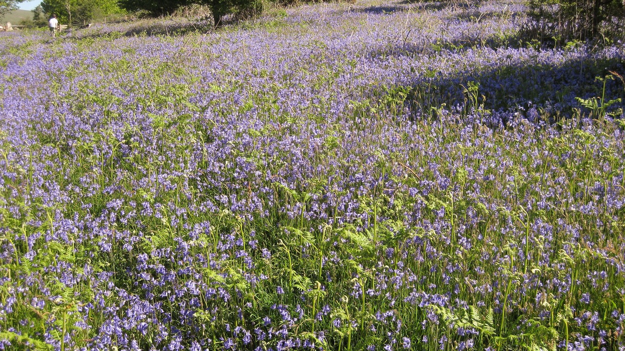 Photo of Others in Ivybridge