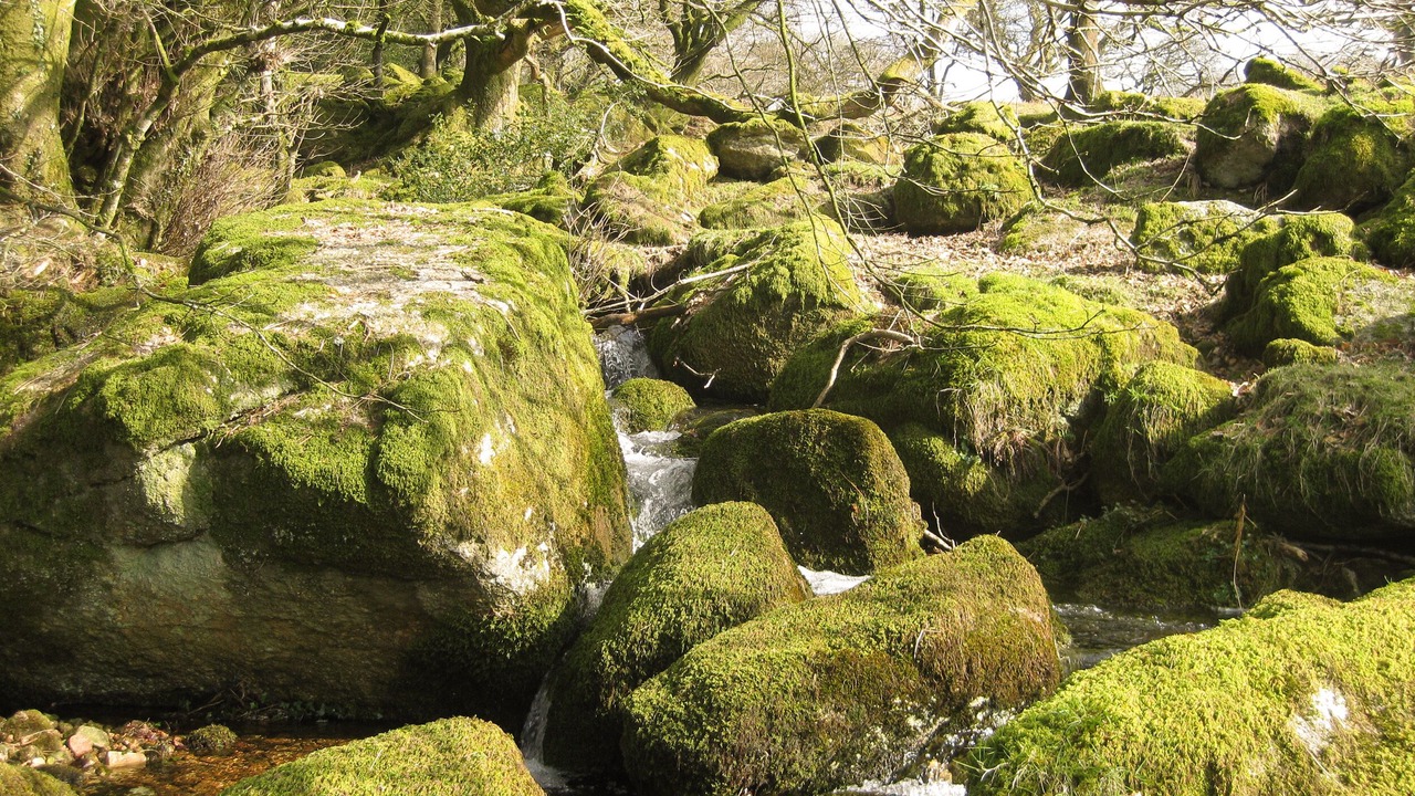 Photo of Others in Ivybridge