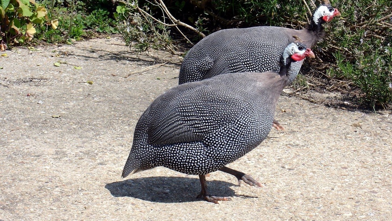 Photo of Others in Colyton