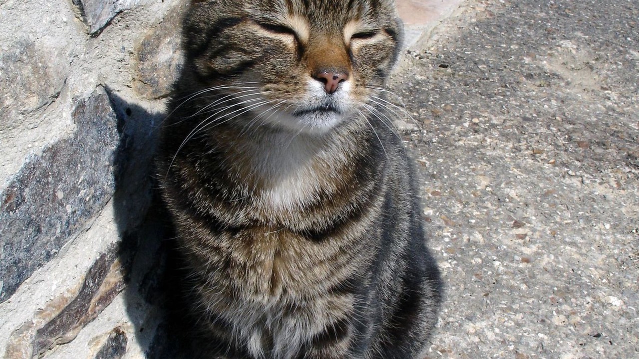 Photo of Others in Northleigh