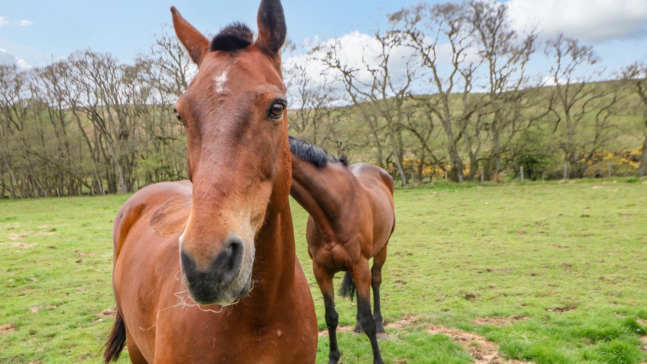 Photo of Others in Hexham