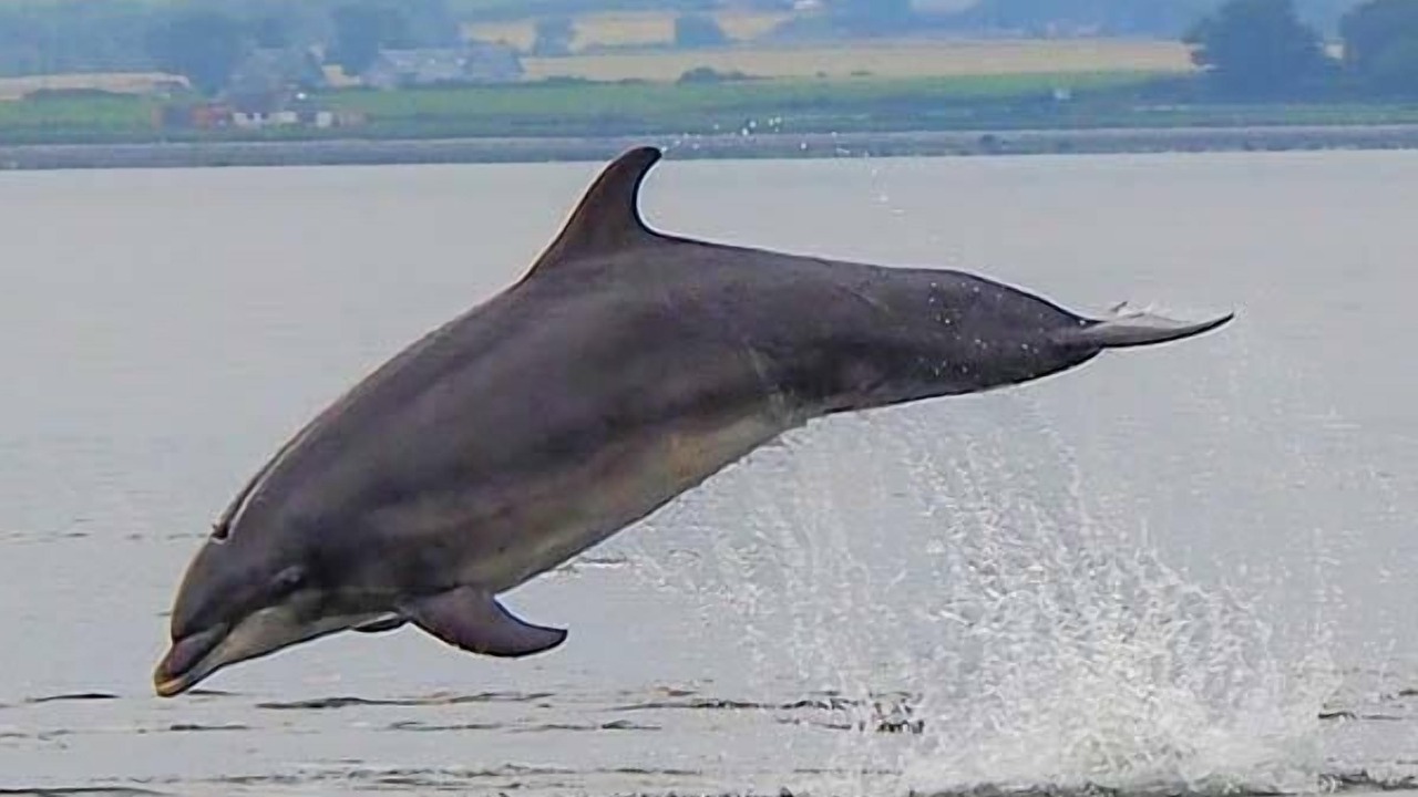 Photo of Others in Dingwall