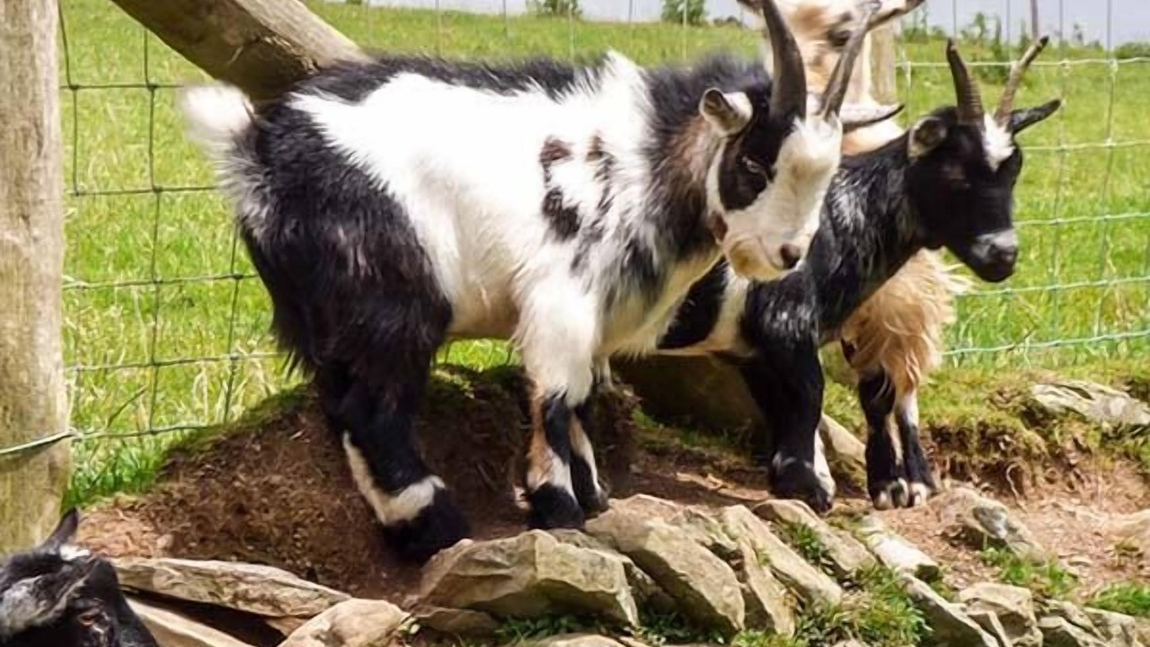 Photo of Others in Bontnewydd