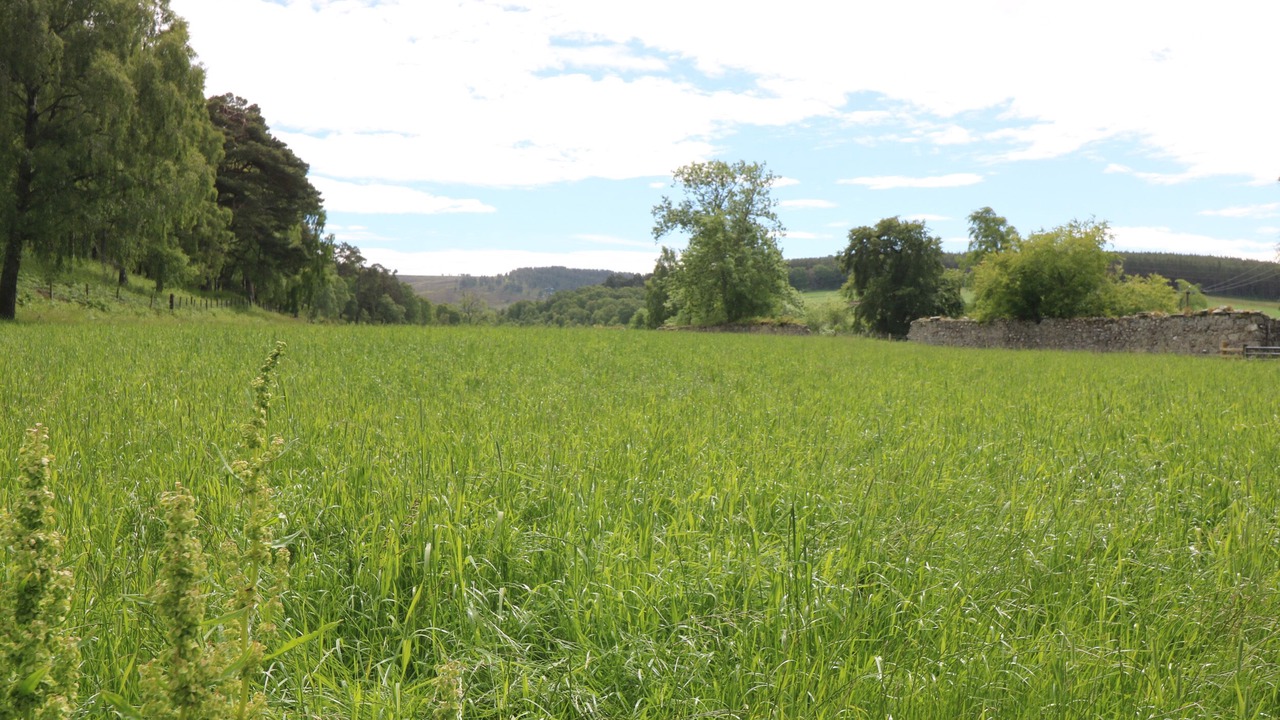 Photo of Others in Grantown-on-Spey