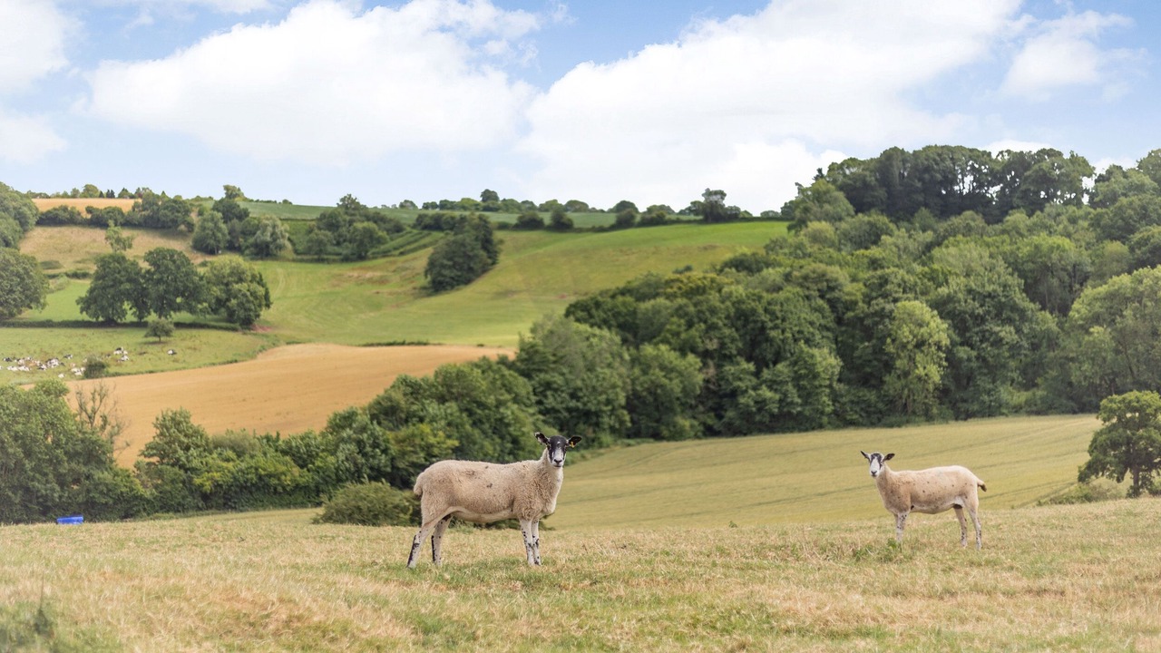 Photo of Others in Tenbury Wells