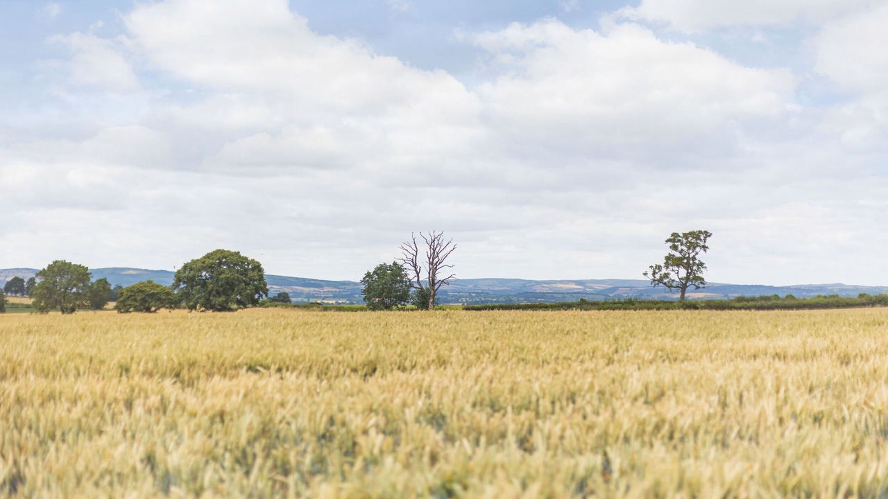 Photo of Others in Tenbury Wells