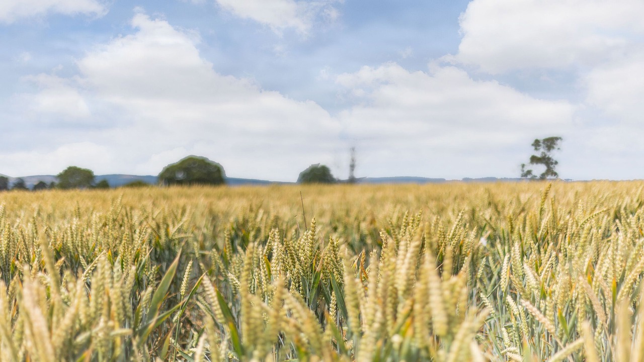 Photo of Others in Tenbury Wells