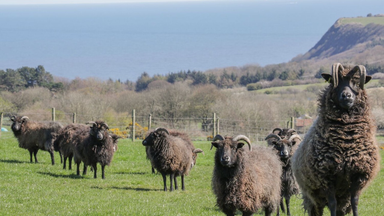 Photo of Others in Scarborough