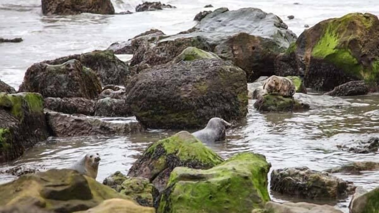 Photo of Others in Scarborough