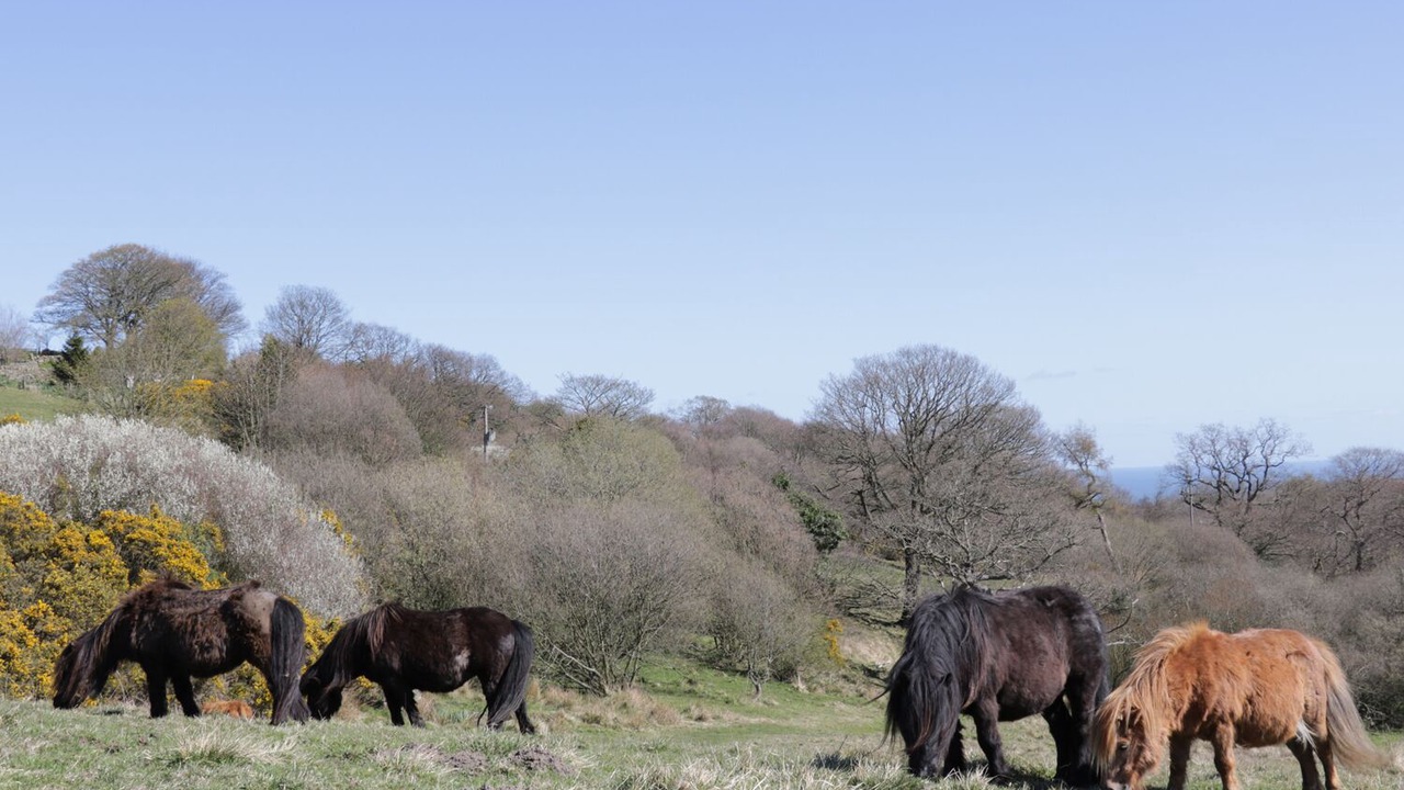 Photo of Others in Scarborough