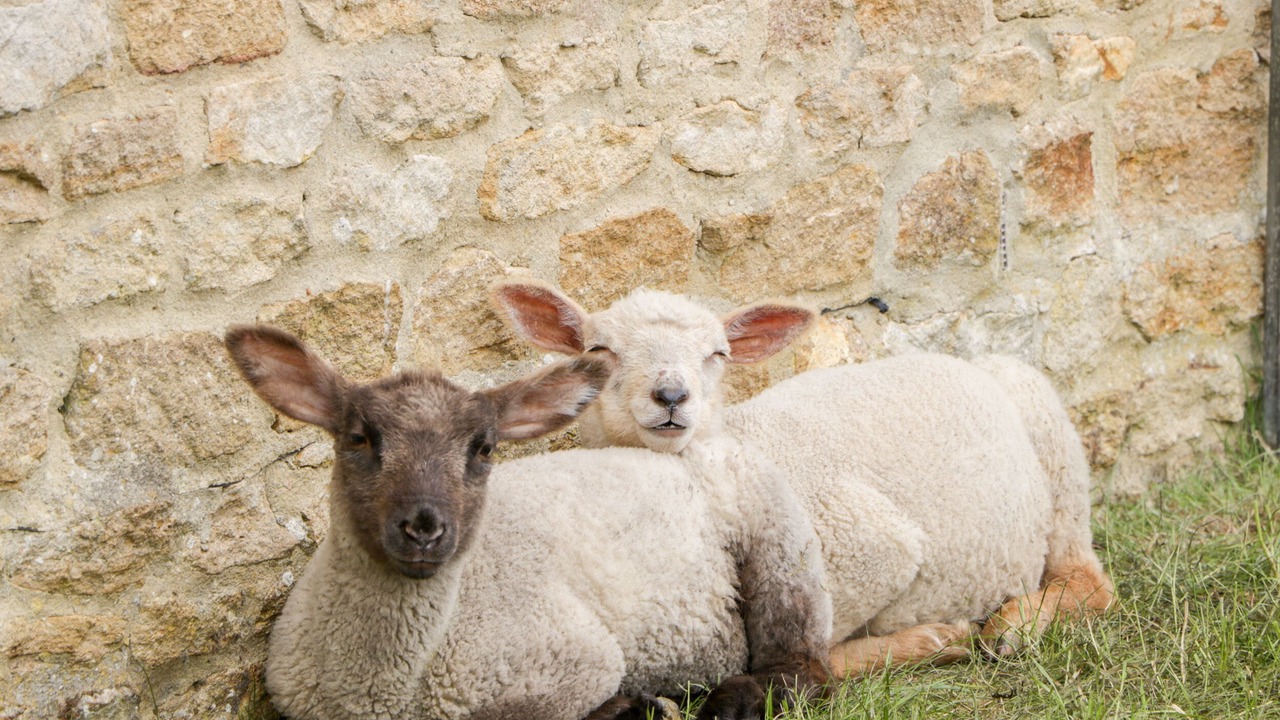 Photo of Others in North Perrott