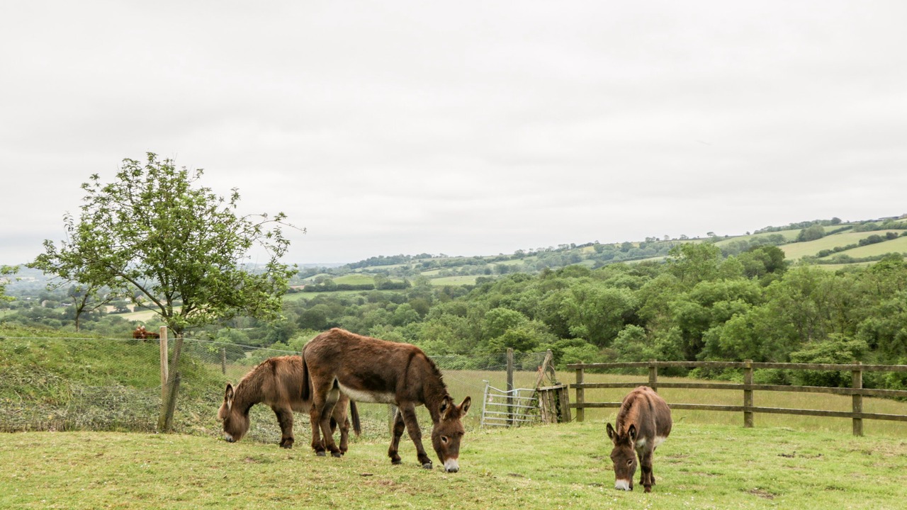 Photo of Others in North Perrott
