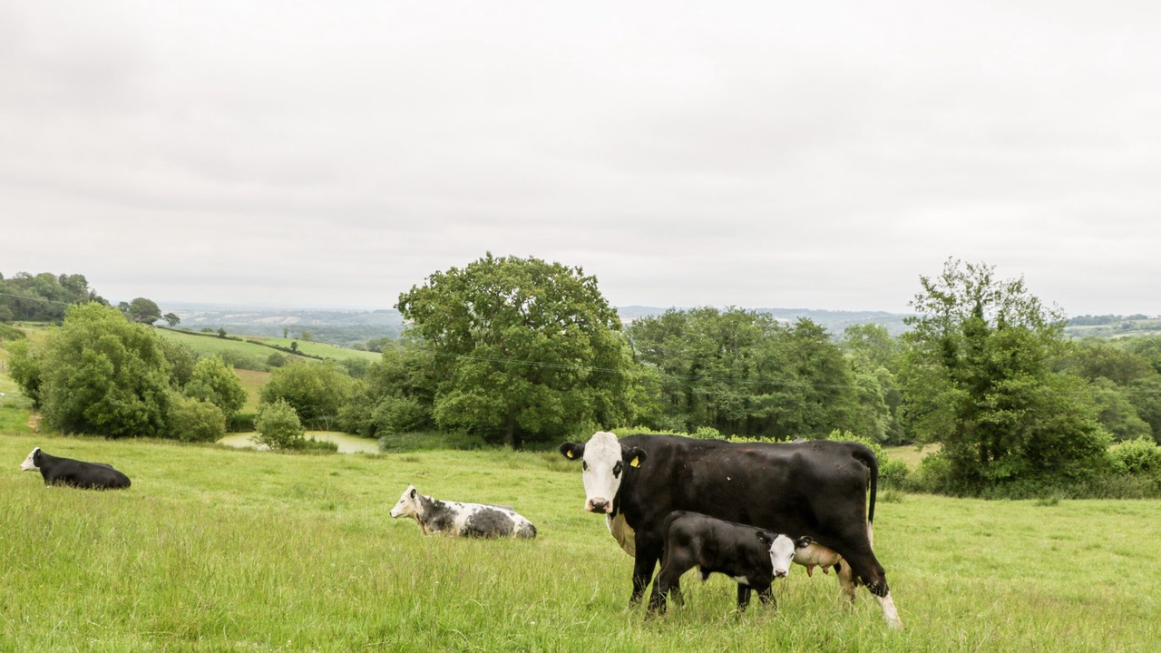 Photo of Others in North Perrott