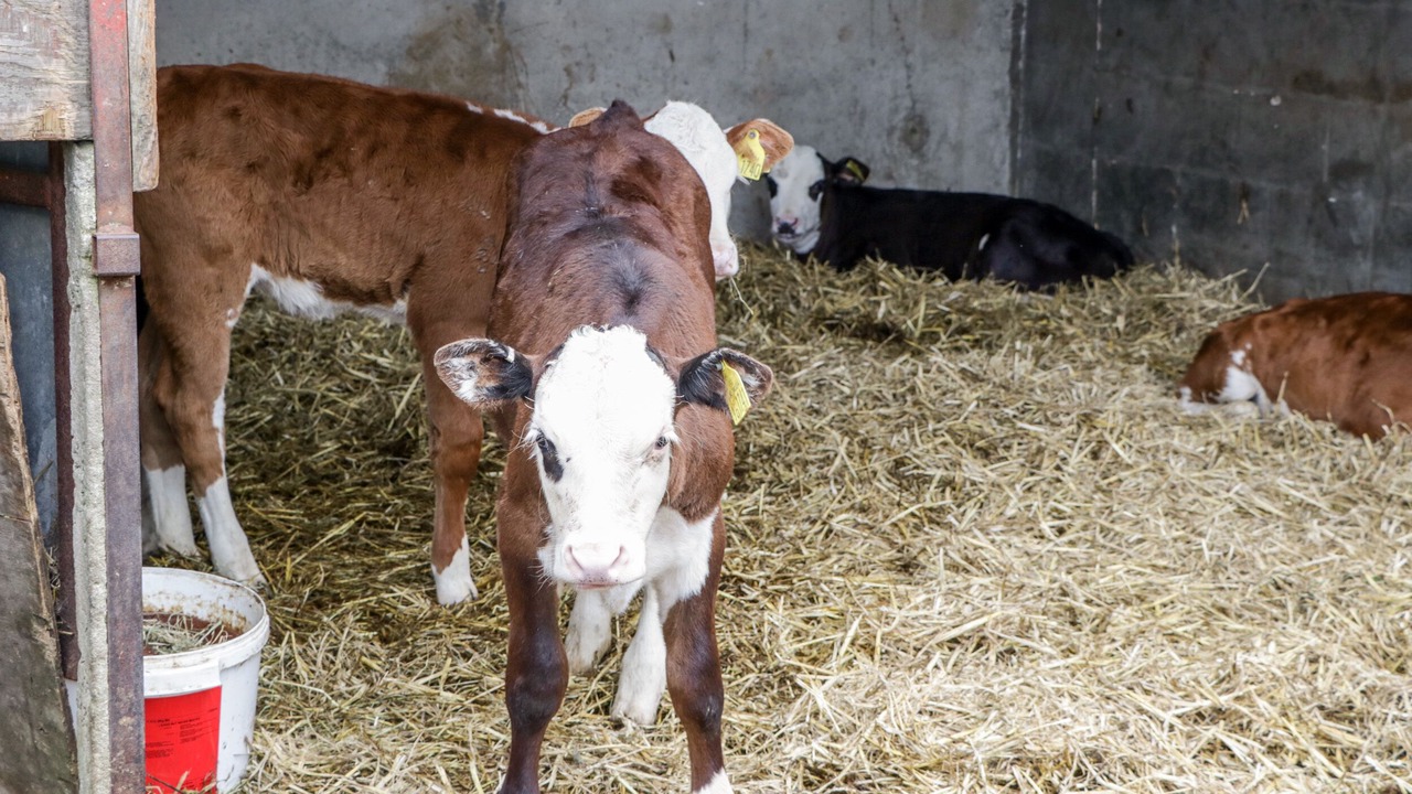 Photo of Others in North Perrott