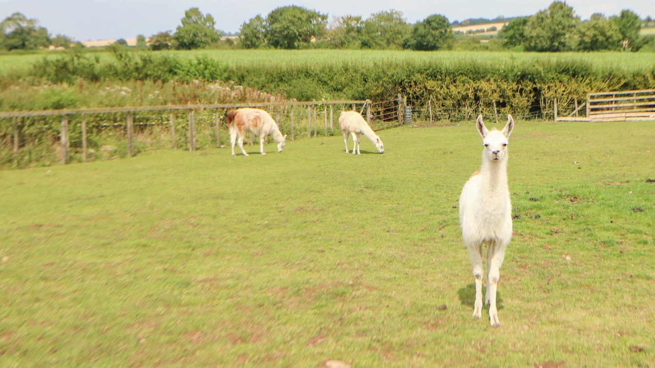 Photo of Others in Northallerton