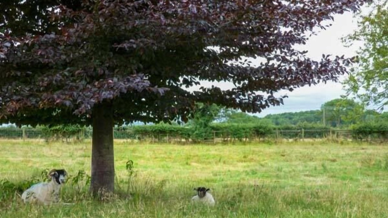 Photo of Others in Appleton-le-Moors