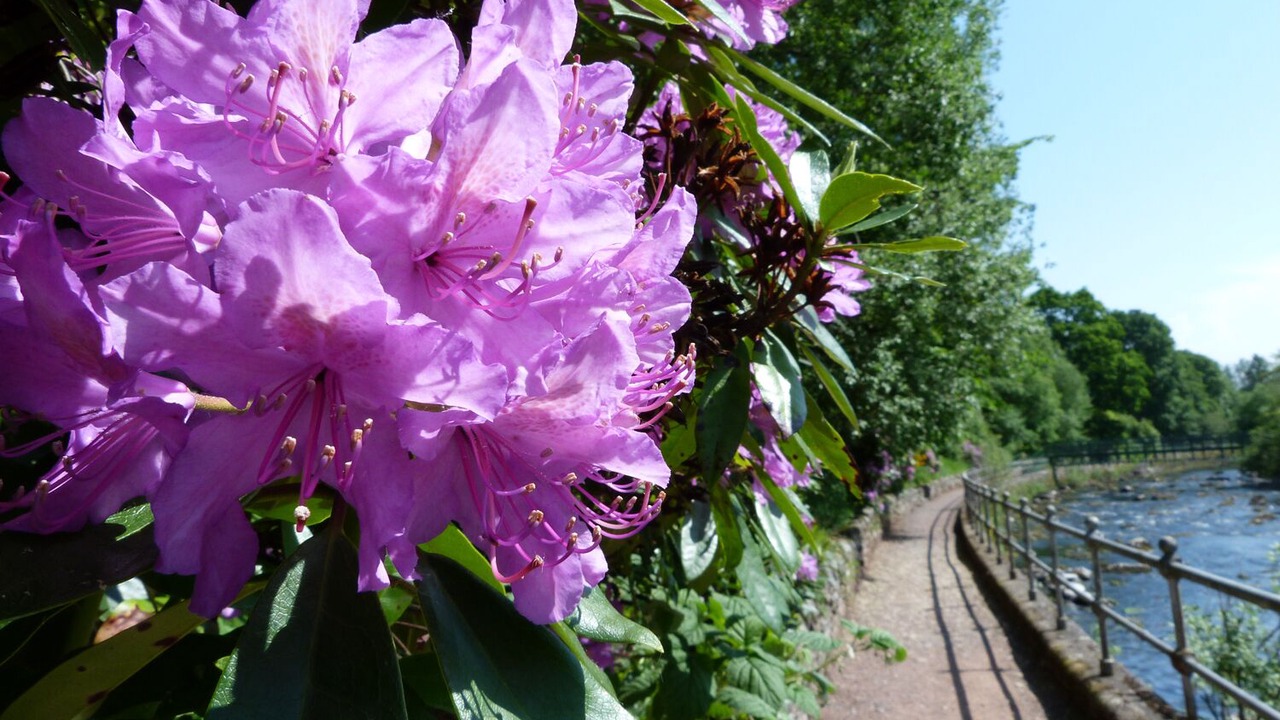 Photo of Others in Dunblane