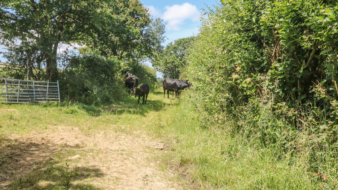 Photo of Others in Brazzacott