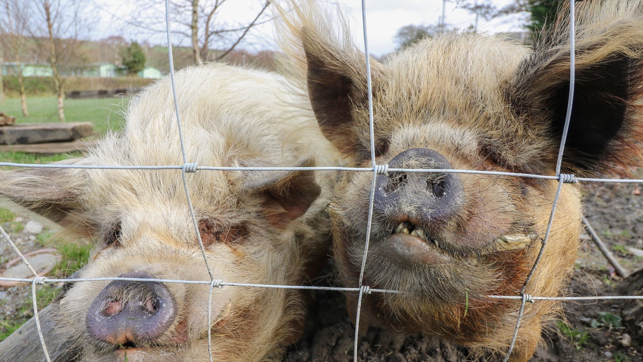 Photo of Others in Borth