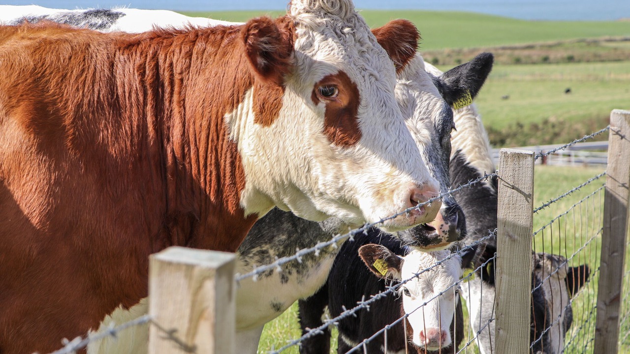 Photo of Others in Stranraer