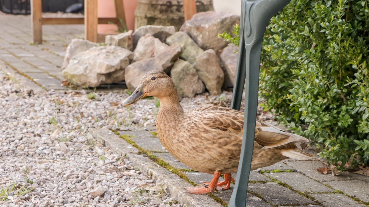 Photo of Others in Symonds Yat