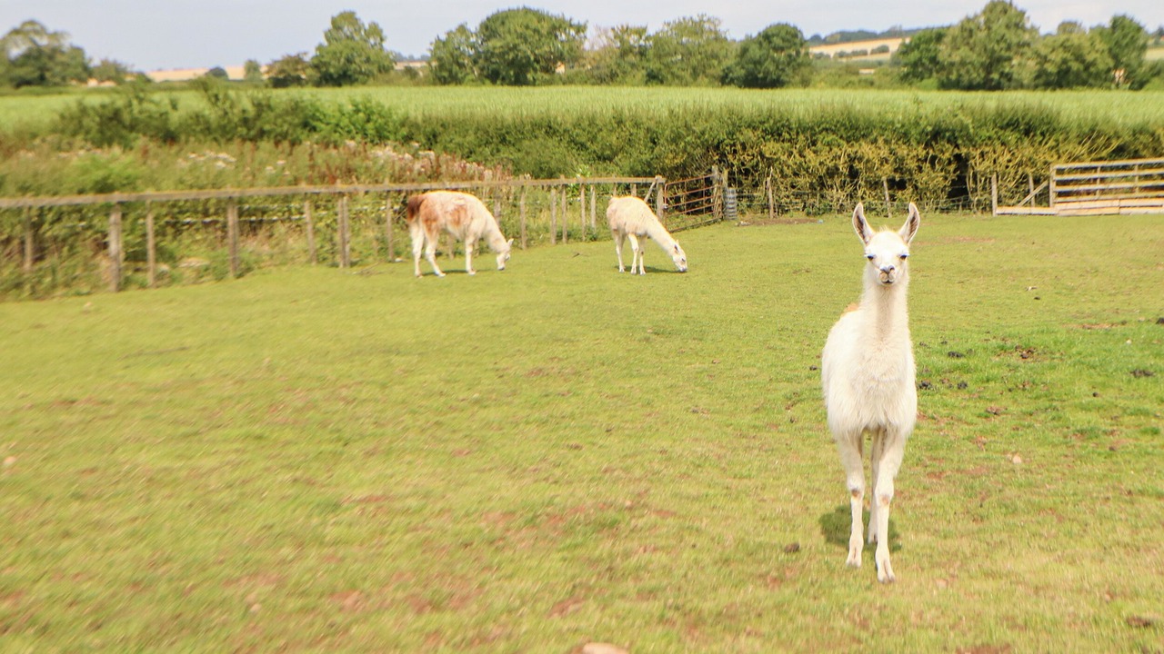 Photo of Others in Northallerton