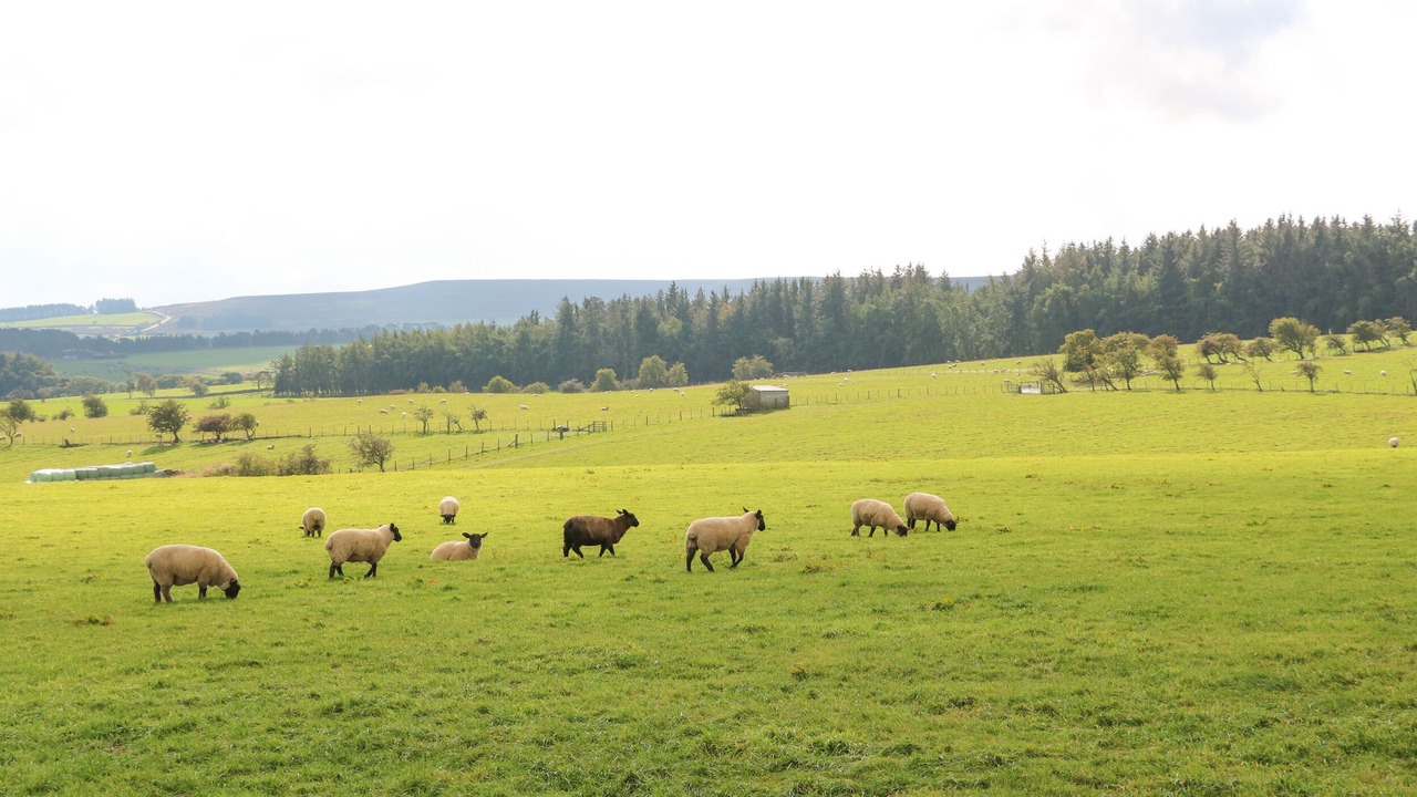 Photo of Others in Hexham