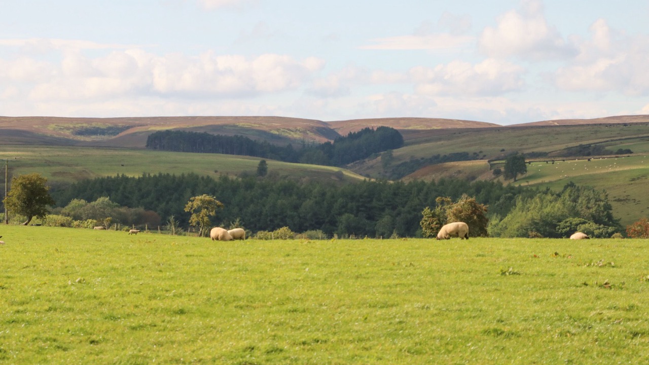 Photo of Others in Hexham