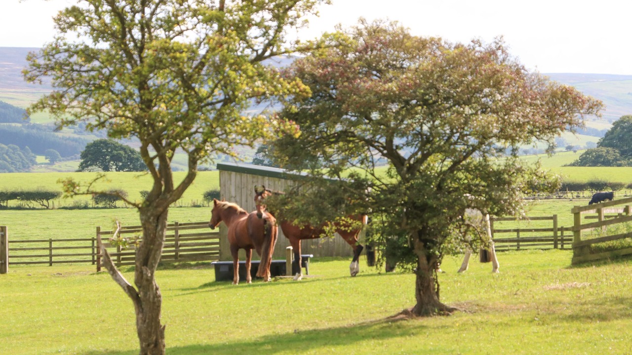 Photo of Others in Hexham