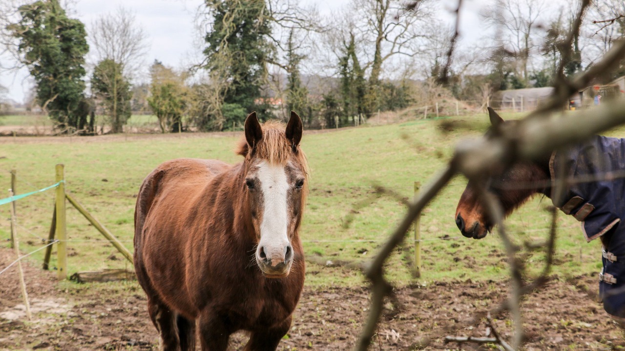 Photo of Others in Carlton in Lindrick