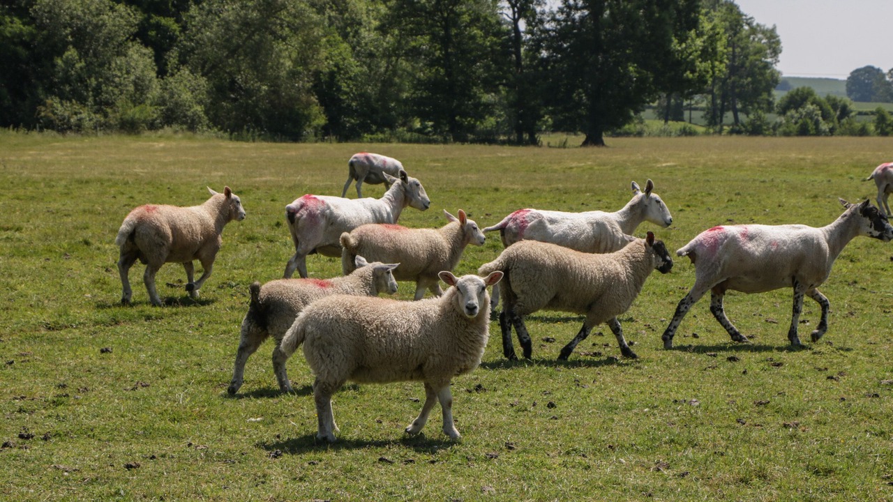 Photo of Others in Aymestrey