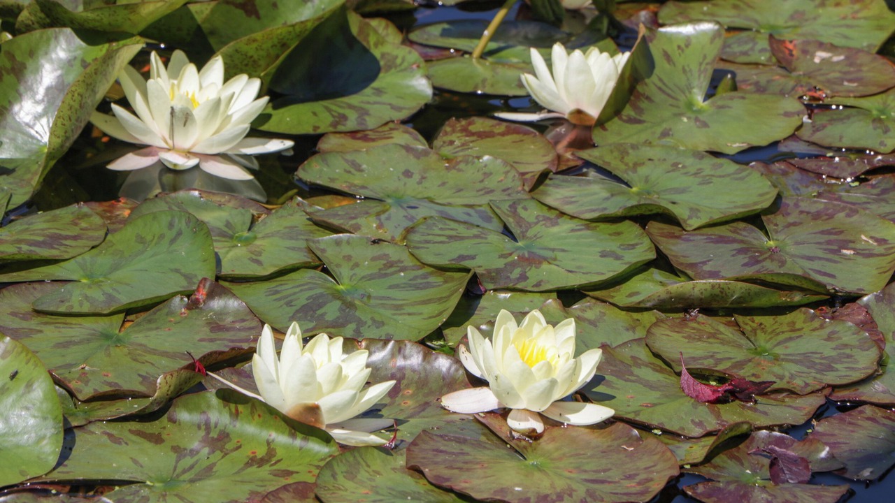 Photo of Others in Aymestrey