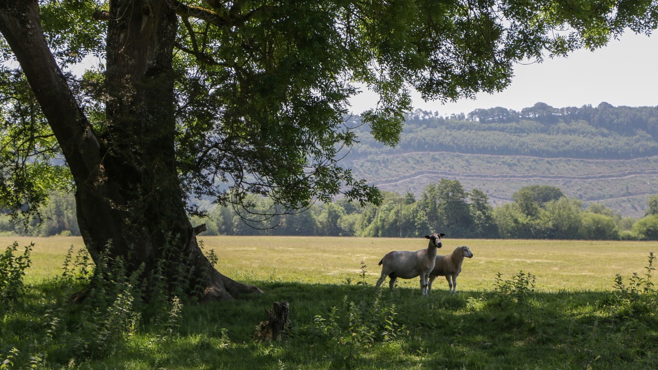 Photo of Others in Aymestrey