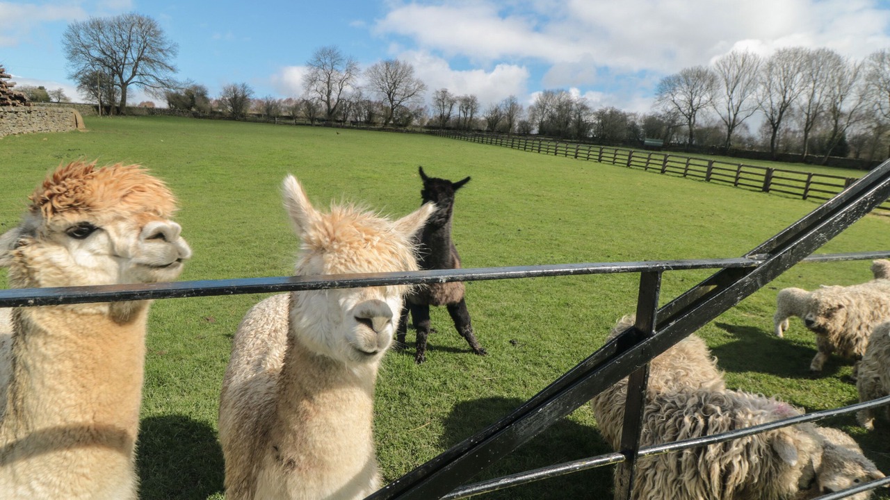 Photo of Others in North York Moors National Park