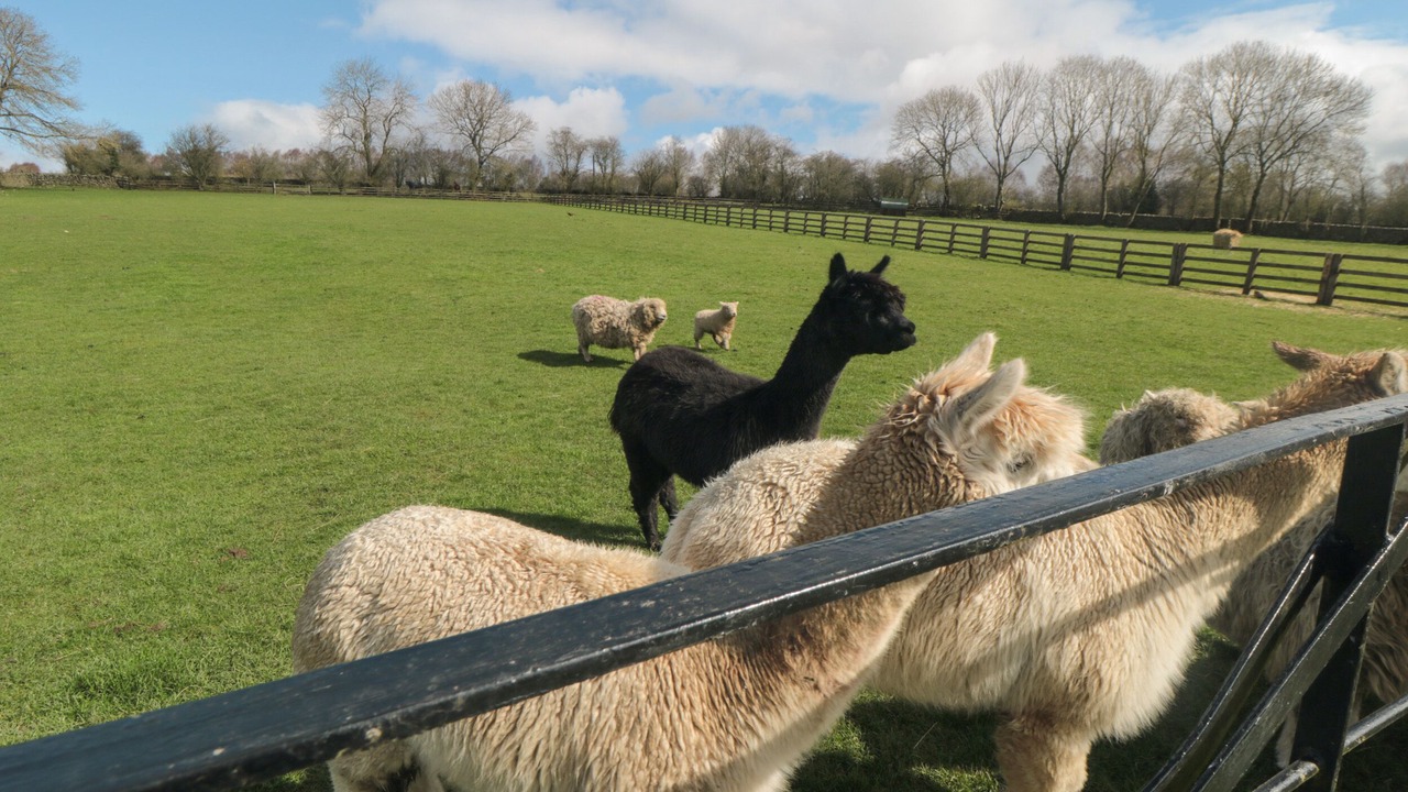 Photo of Others in North York Moors National Park
