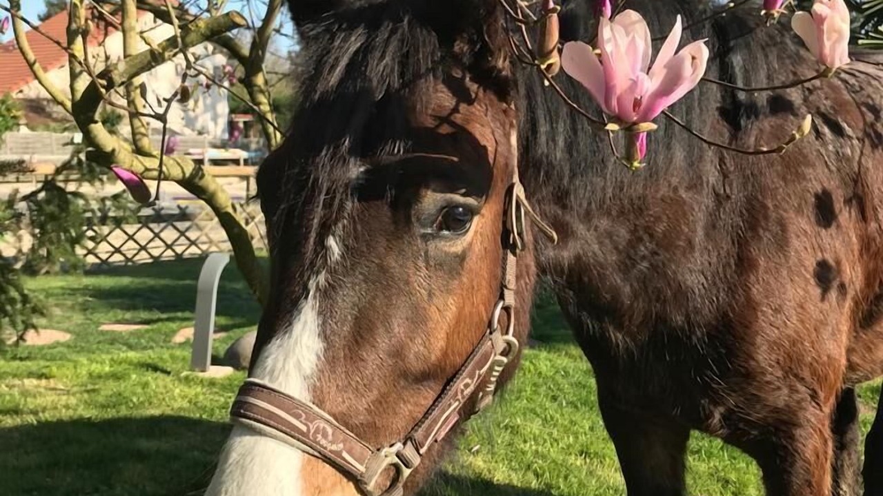 Photo of Outdoor in Saint-Ouen-en-Brie