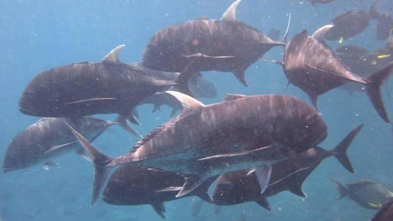 Photo of Others in Jungut Batu