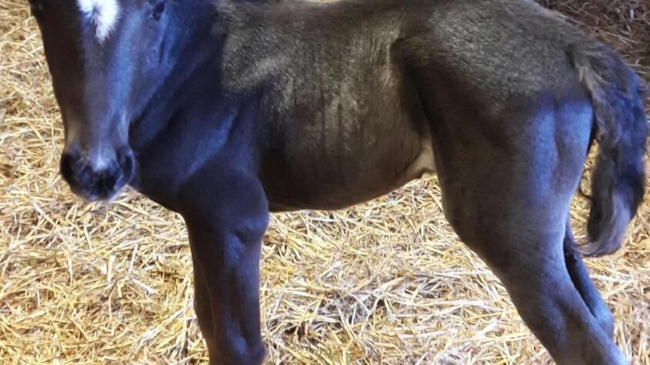 Photo of Others in Gandelain