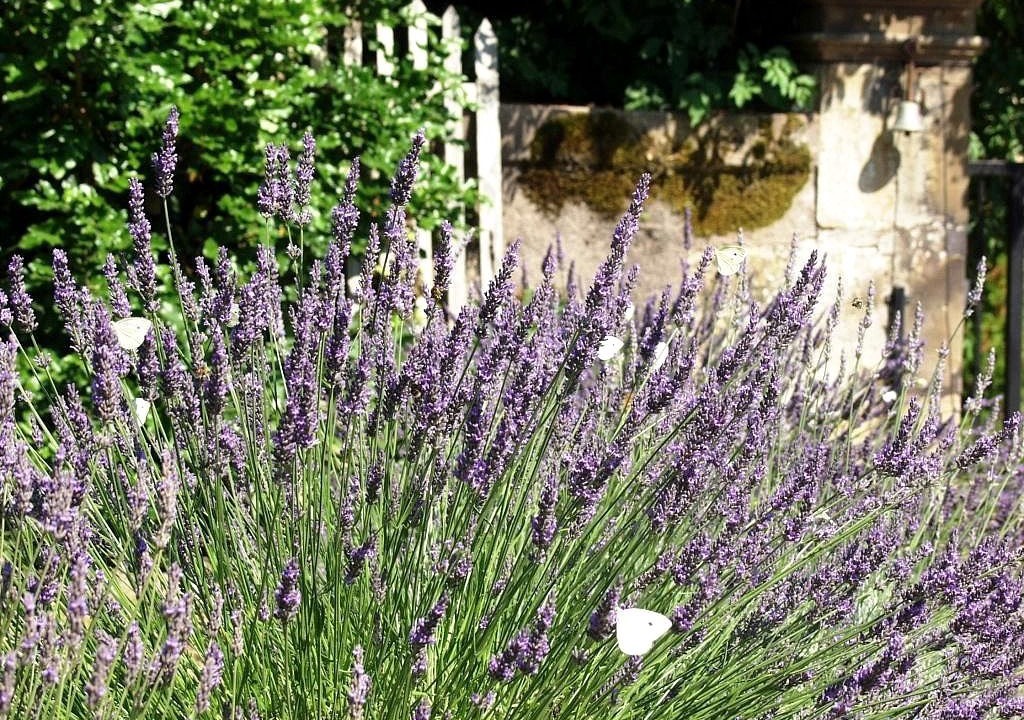 Photo of Outdoor in Aydoilles