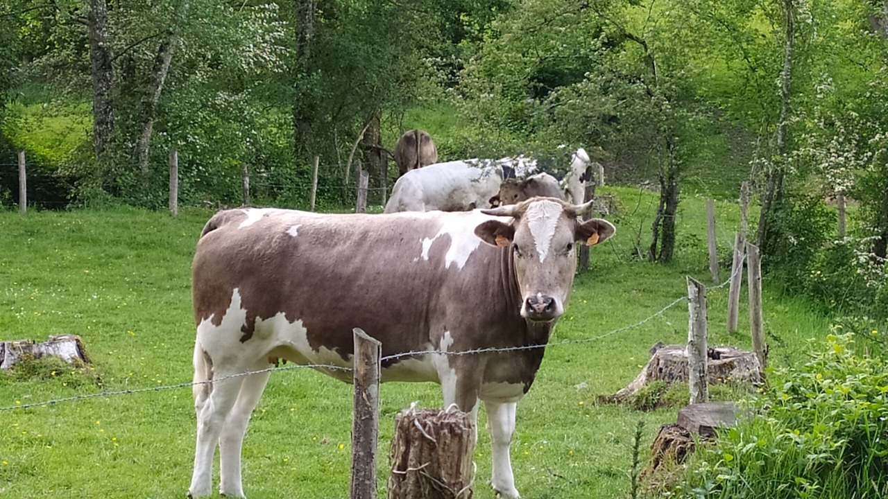 Photo of Others in Olivet