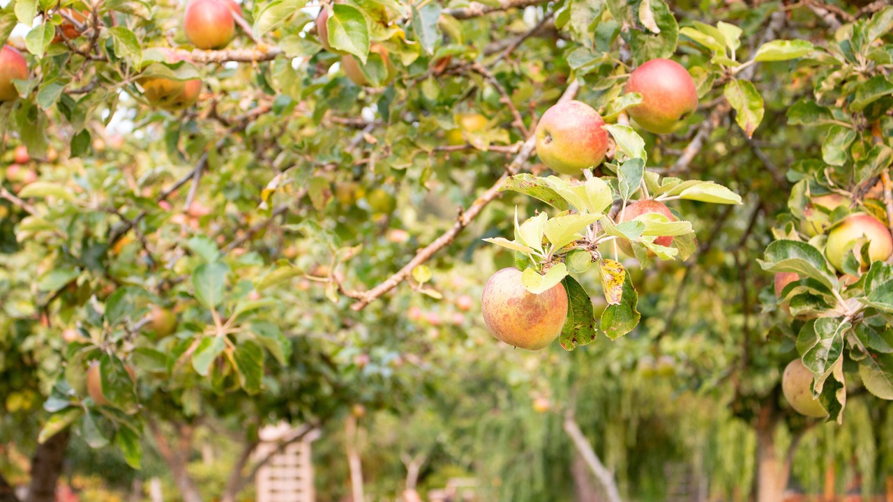 Photo of Others in Oak Harbor