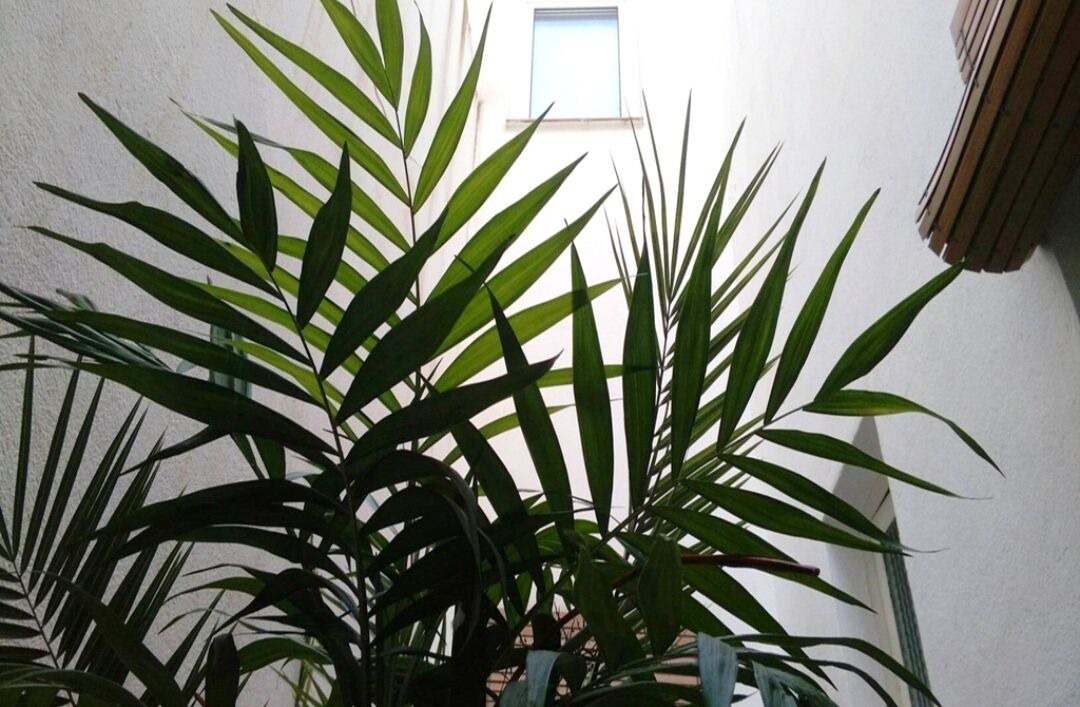 Photo of Patio Balcony in Tarrega
