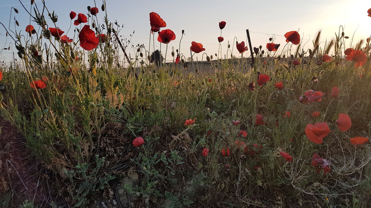 Photo of Outdoor in Gignac