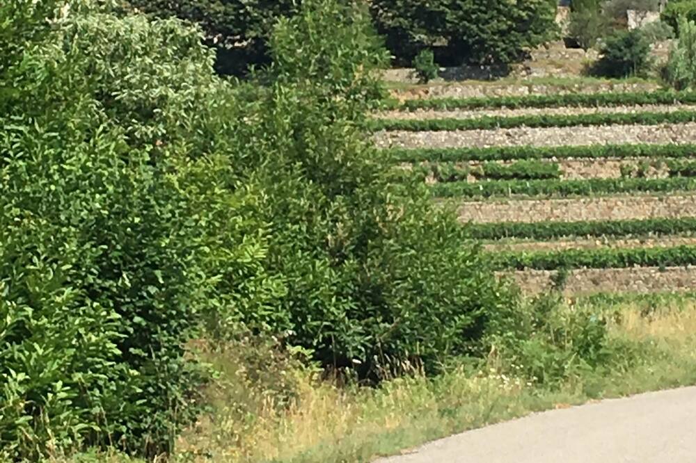 Photo of Outdoor in Ribes