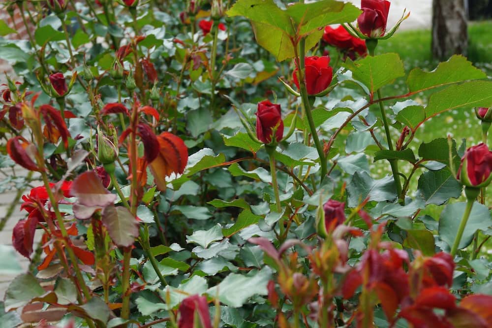 Photo of Outdoor in Coulomby