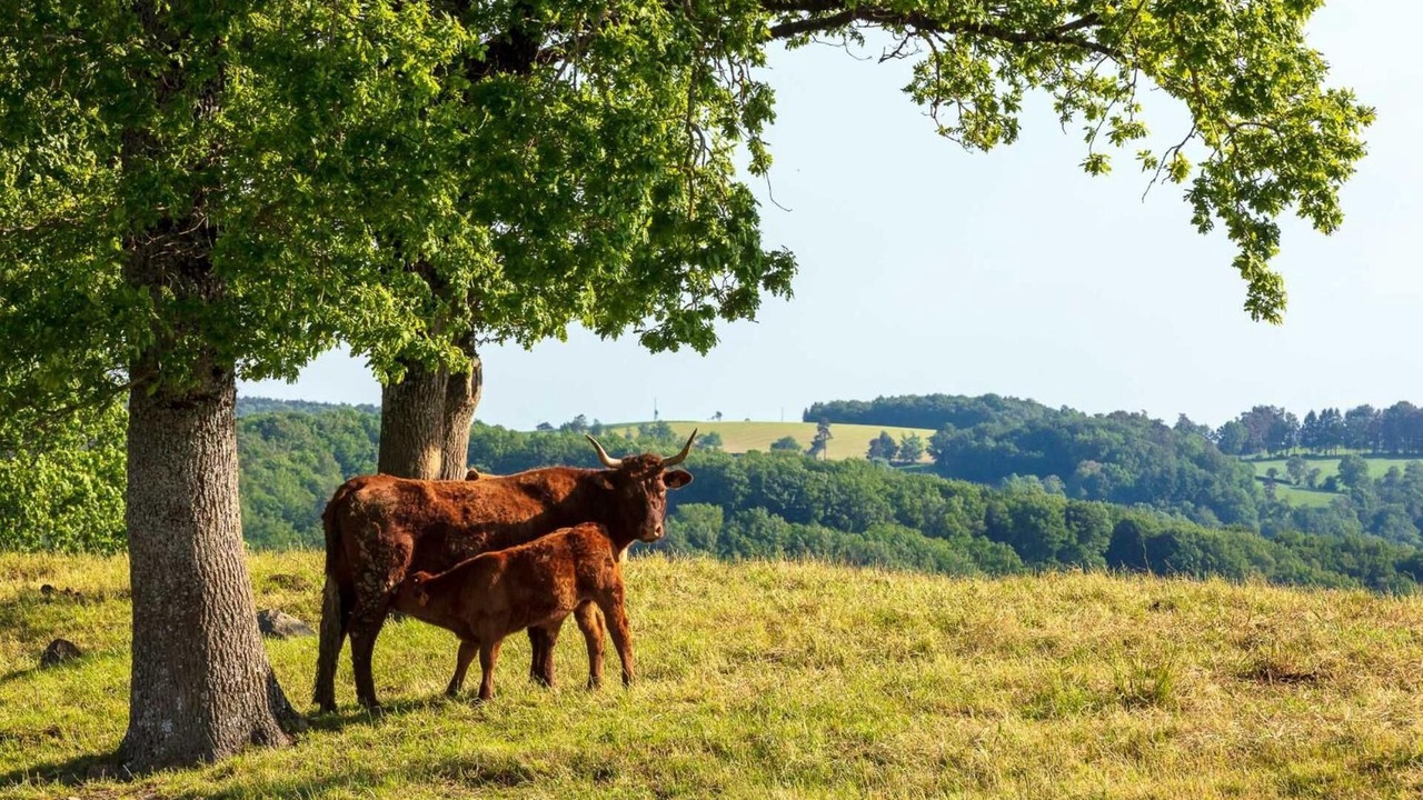 Photo of Outdoor in Sens-de-Bretagne