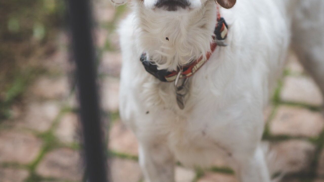 Photo of Outdoor in Lussac