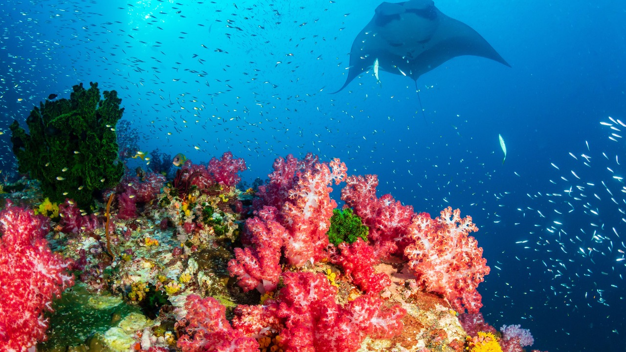 Photo of Others in Labuan Bajo