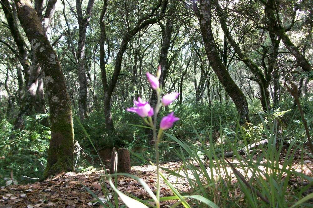 Photo of Outdoor in Genevilla